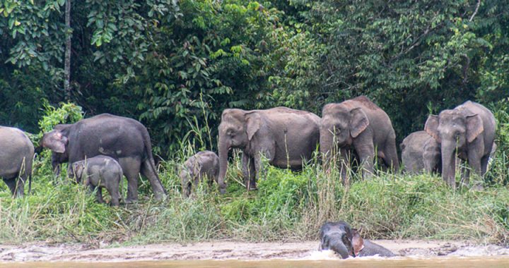 Gajah Kalimantan, Si Kerdil Pelintas Batas Negara