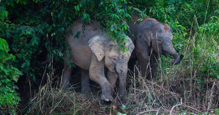 Asal Usul Gajah Kerdil dari Kalimantan