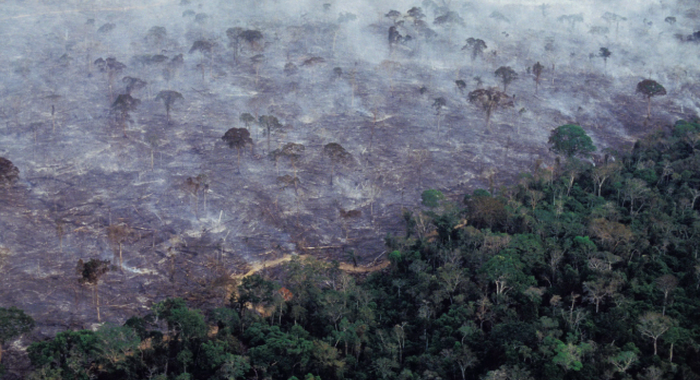 Hutan Amazon yang Tersisa Setara Lebih dari Dua Kali Luas Pulau Jawa