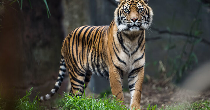 Mewaspadai Penyakit yang Menyerang Anak Harimau Sumatera