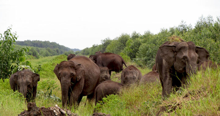 Gajah Sumatera yang Tidak Lagi Mendatangi Danau Ranau