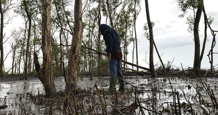 Mangrove Sungai Sayang Hilang, Ketika Sawit Datang
