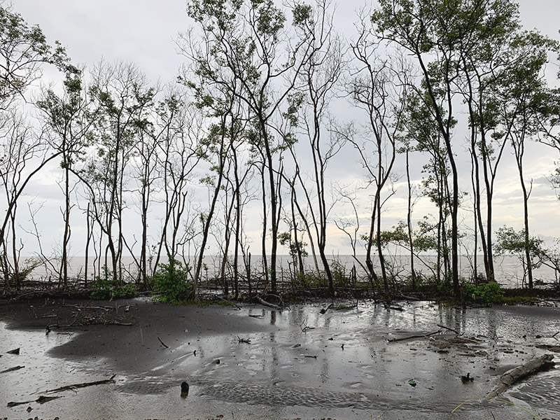 Pohon mangrove jenis api-api yang tersisa di pantai timur Jambi, di Desa Sungai Sayang, Sadu, Tanjung Jabung Timur. Foto: Teguh Suprayitno/ Mongabay Indonesia  