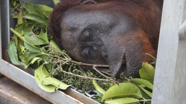 Orangutan Tewas di Karo, Tulang Punggung Retak Dianiaya