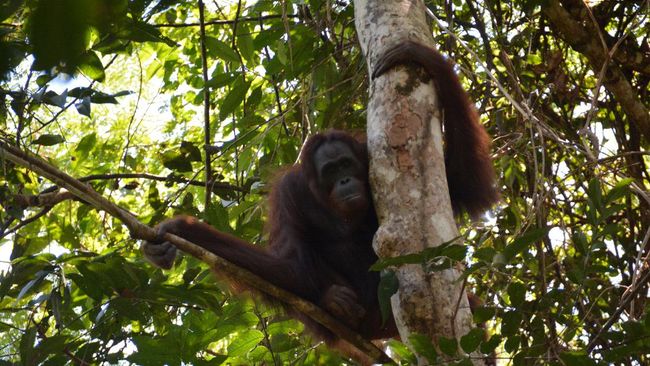 Ilustrasi orangutan Kalimantan. (Reuters/Bosf)