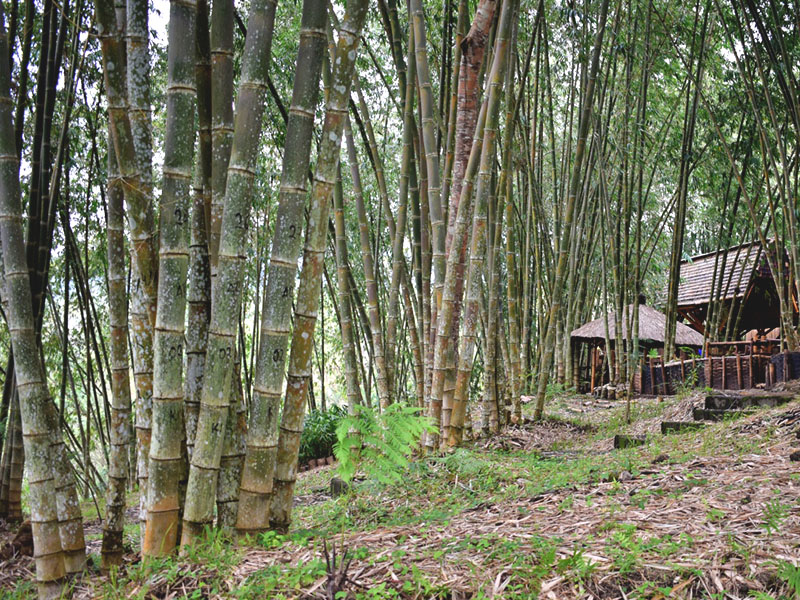 Pohon bambu betung terlihat rapi di kawasan Kampus Bambu Turetogo, Desa Ratogesa, Kabupaten Ngada, Nusa Tenggara Timur. Foto: Ebed de Rosary/Mongabay Indonesia  
