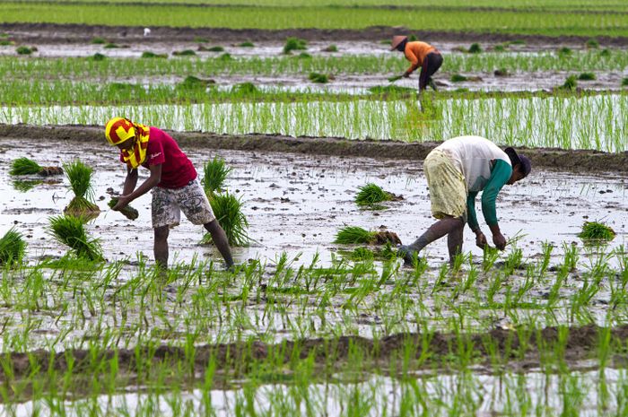 Petani mulai menanam petakan sawah di Subang, Jawa Barat. Tanaman padi terancam gagal panen akibat tingginya karbon dioksida di atmosfer. Pada akhirnya mengancam ketahanan pangan beras. Yunaidi/National Geographic Indonesia 