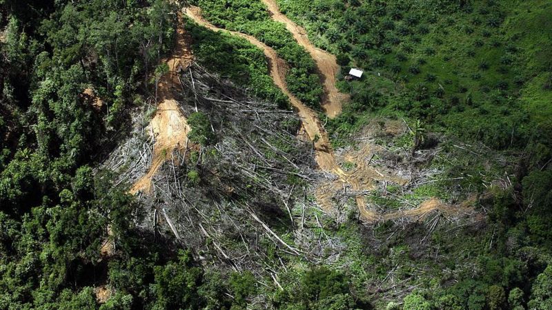 Pohon tumbang dari hutan hujan, dibuka untuk lahan pertanian, terlihat di sebelah perkebunan kelapa sawit yang merambah (atas kanan) di pedalaman Miri, negara bagian Sarawak, Malaysia bagian timur. AFP