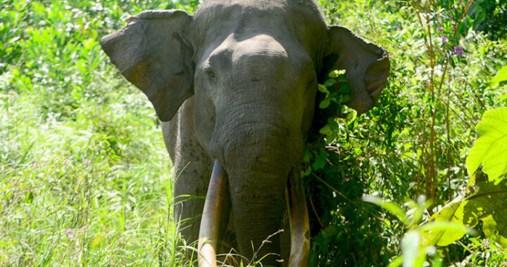 Kala Gajah Muncul di Sijunjung, Berasal dari Tesso Nilo?