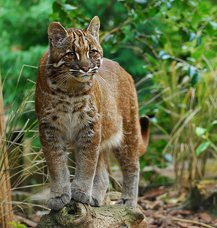Kucing emas yang habitatnya berada di hutan Sumatera. Foto: Wikimedia Commons/Karen Stout/ CC BY-SA 2.0