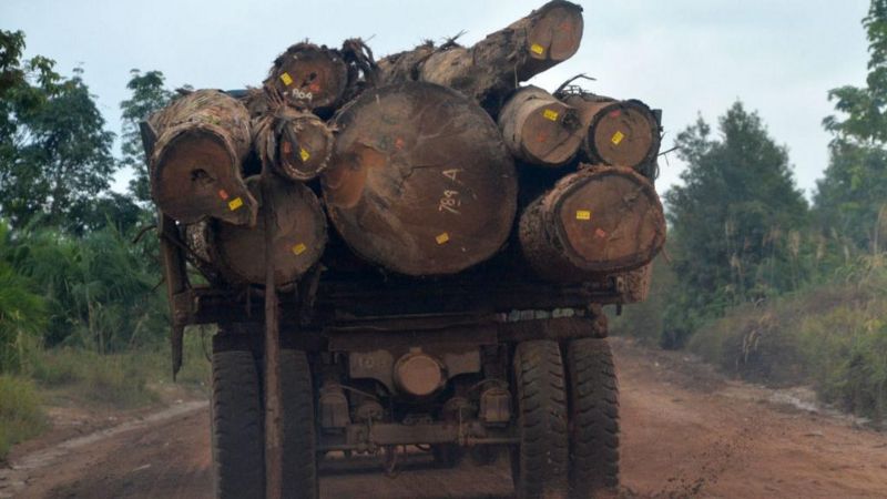 AFP Keterangan gambar, Sebuah truk mengangkut hasil penebangan pohon untuk pembukaan lahan di wilayah Kalimantan Tengah