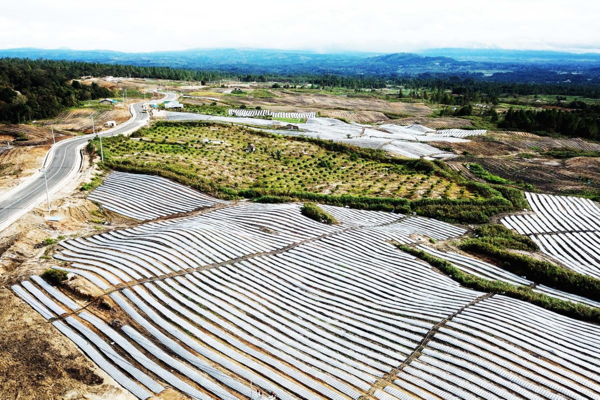 Area food estate di Humbahas, yang mulai masuk panen kedua pada November tahun lalu. Foto: Barita News Lumbanbatu/ Mongabay Indonesia  