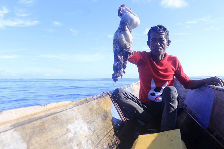 Lamaruli, seorang nelayan Suku Bajo dari Desa Popisi, Banggai Utara, Banggai Laut, Sulawesi Tengah sedang menangkap gurita berukuran besar. Foto: Christopel Paino/Mongabay Indonesia