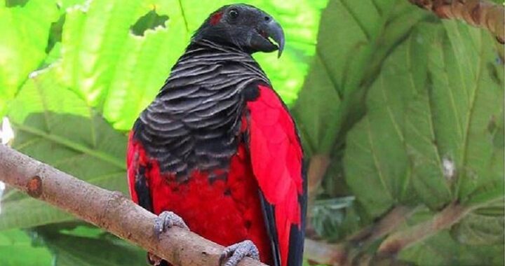 Perdagangan Satwa Dilindungi di Papua Selatan, 11 Burung Kasturi Kepala Hitam Diamankan