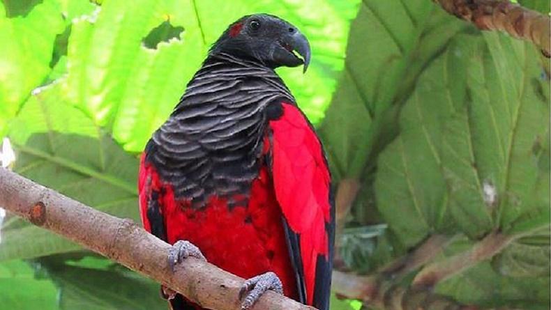 Burung kasturi kepala hitam, spesies yang dilindungi diamankan dari perdagangan satwa liar di Papua Selayan. (ANTARA/BKSDA Papua FB/Andi J/aa)
