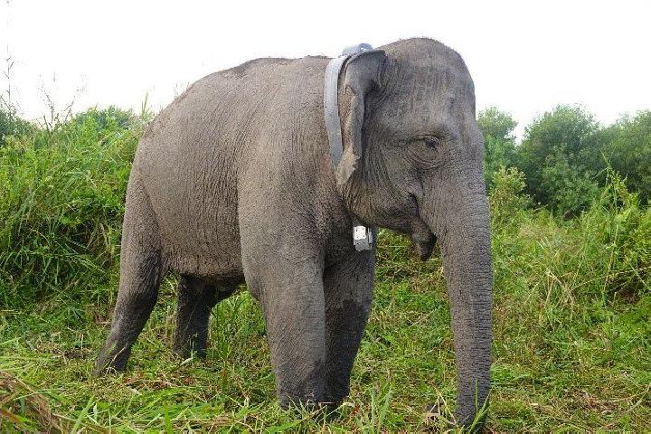 Meisy, Gajah Sumatera liar yang baru saja dipasangi GPS Collar saat berada di kawasan hutan tanaman industri di Kabupaten OKI, Sumatera Selatan, pada Minggu 14 Mei 2023. Dok BKSDA Sumsel