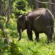 Mayoritas Masyarakat Tidak Tahu Tujuan Melindungi Gajah Sumatra