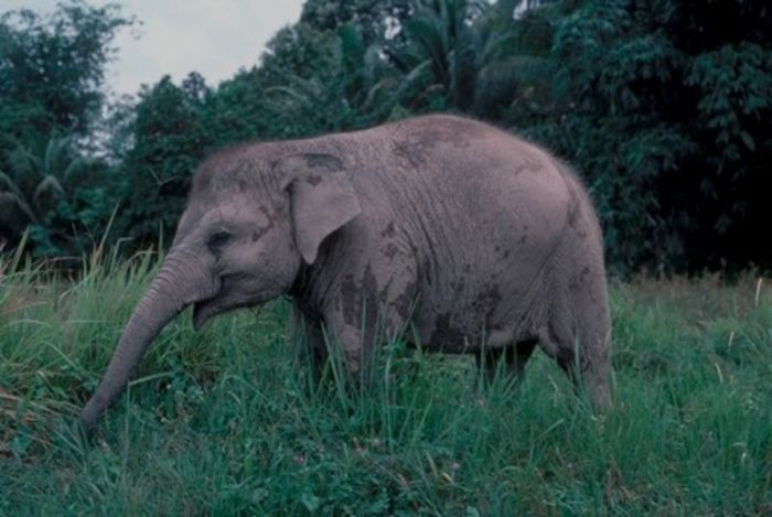 WWF-Indonesia Status gajah sumatra meningkat dari genting (Endangered) menjadi kritis (Critically Endangered).