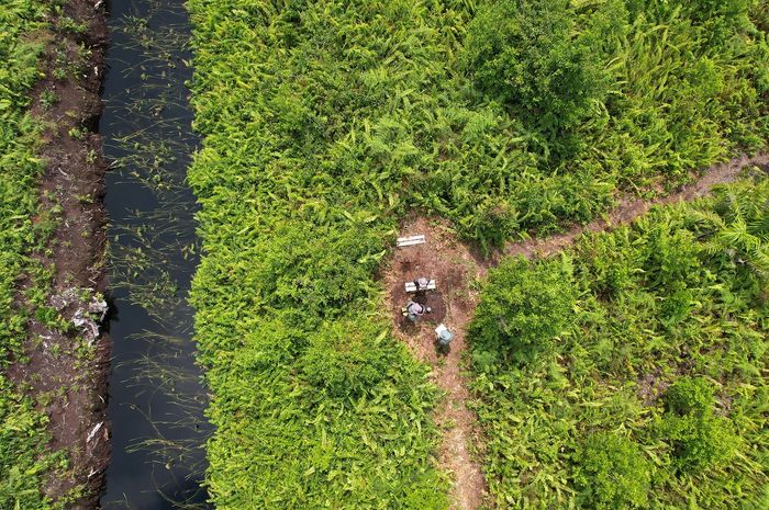 YKAN Ekosistem gambut di Mempawah, Kalimantan Barat, yang menjadi salah satu lokasi kajian solusi iklim alami yang dilakukan YKAN pada 2022.