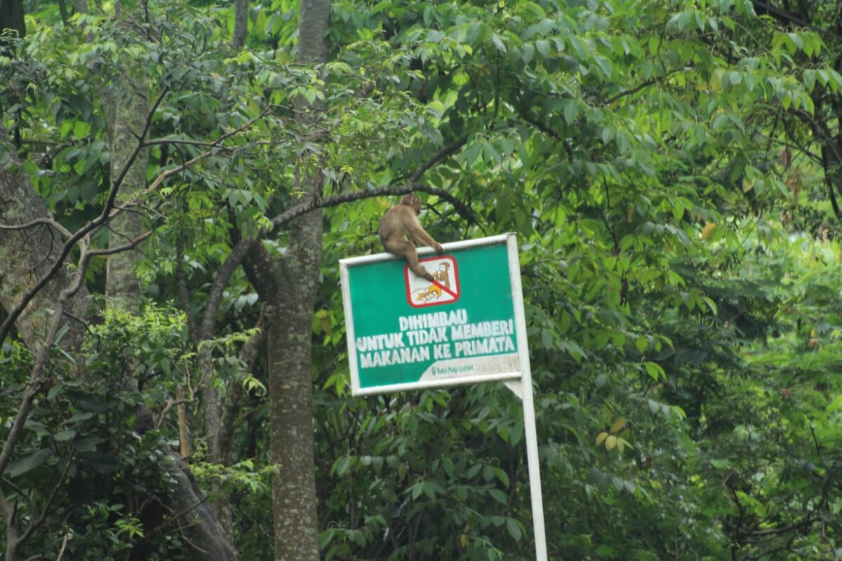 Plang peringatan agar tak memberi makan primata. Foto: Barita News Lumbanbatu/ Mongabay Indonesia