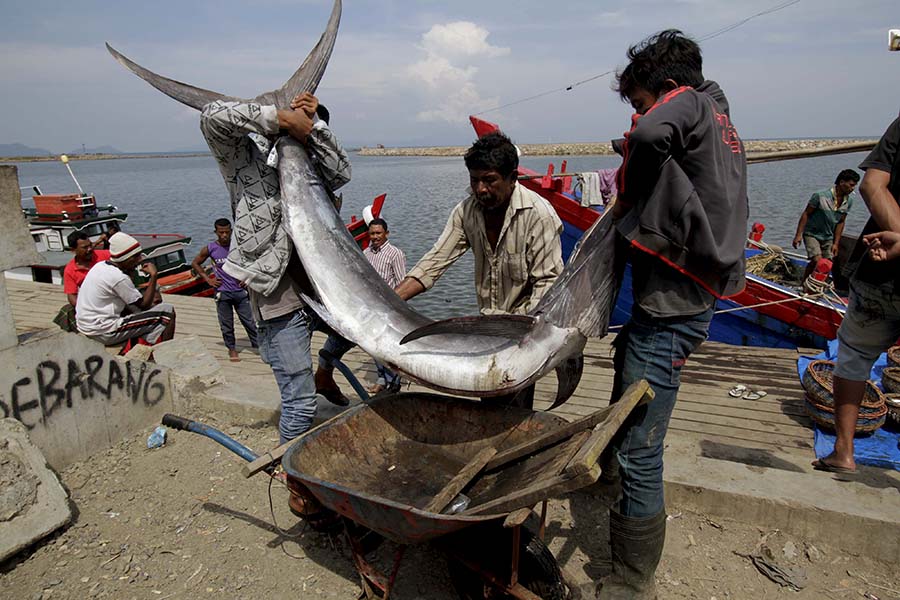 Ikan ukuran besar masih didapatkan di perairan Aceh. Foto: Junaidi Hanafiah/Mongabay Indonesia