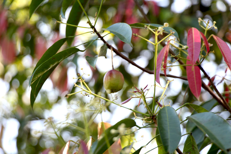 Pohon kedoy atau tapos, tanaman yang mendominasi di hutan larangan Kedoy, Desa Tanjung Kurung Ulu, Kabupaten Lahat, Sumatera Selatan. Foto: Aghi Rahmat Auzan