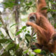 Berbagai Ancaman Dihadapi, Apakah Orangutan Tapanuli Mampu Bertahan?