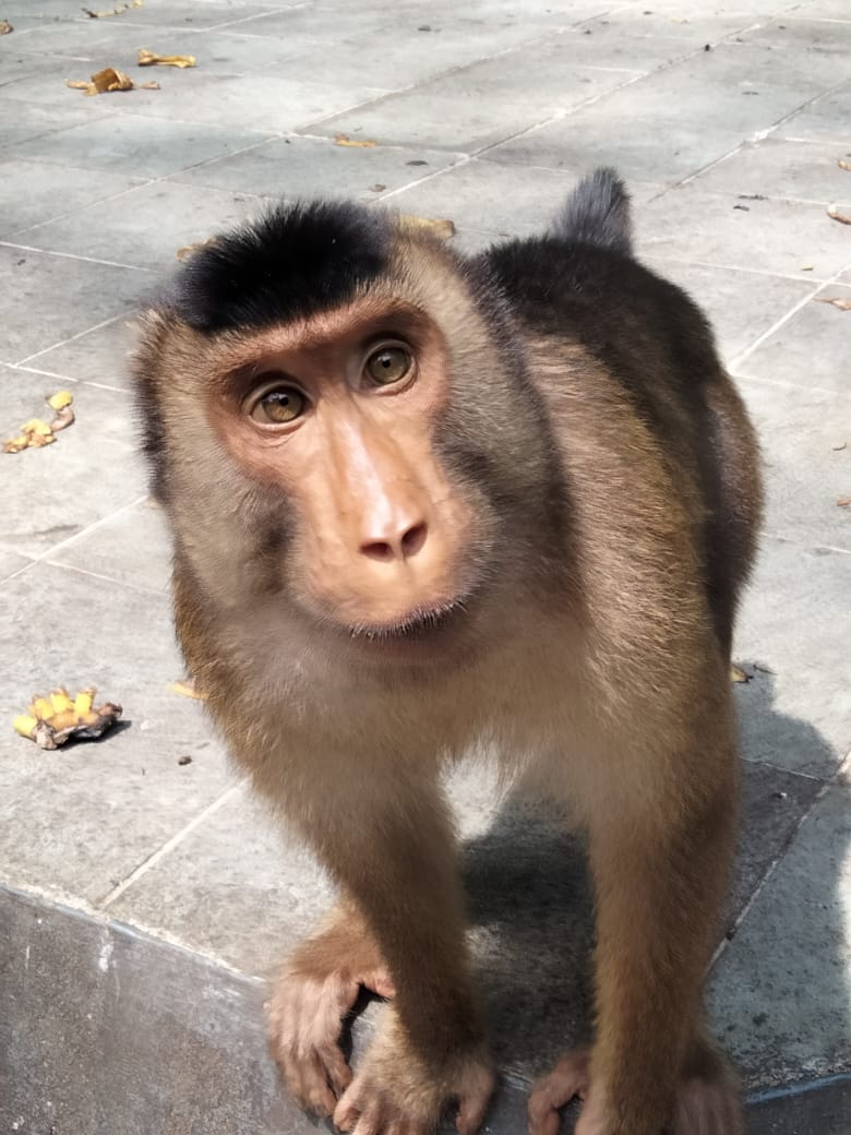 Primata di Taman Wisata Kera Sibaganding. Foto: Barita News Lumbanbatu/ Mongabay Indonesia