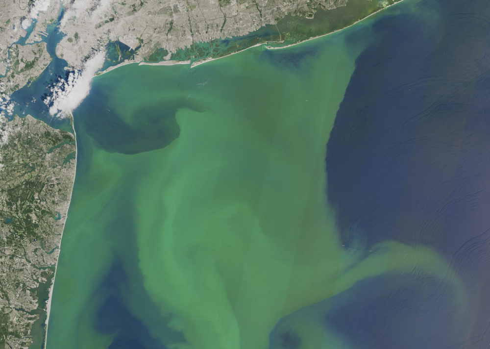 Foto satelit NASA menunjukkan permukaan air laut berwarna kehijauan karena pertumbuhan secara massif fitoplankton di lepas pantai New York (atas) dan New Jersey (kiri) pada Agustus 2015. Foto : NASA via AP  