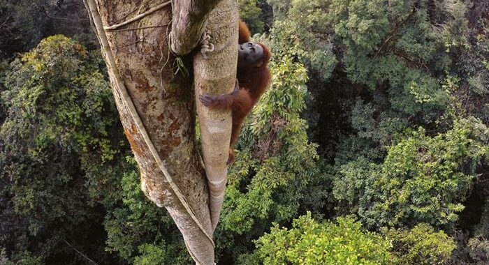 Memetik Sisasat Kesehatan Alami Orangutan untuk Obat dan Konservasi