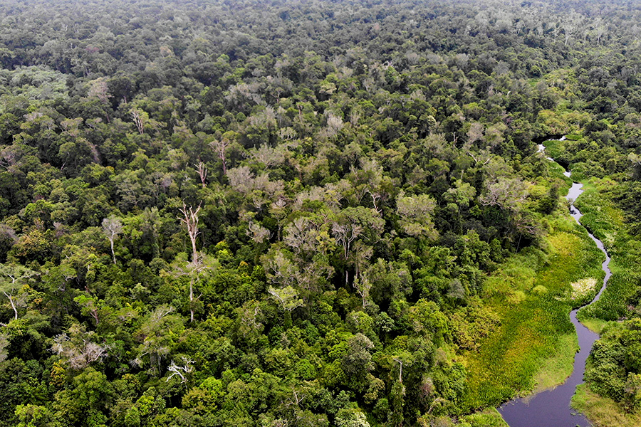 Rawa Singkil merupakan hutan gambut yang menjadi bagian Kawasan Ekosistem Leuser. Foto drone: Junaidi Hanafiah/Mongabay Indonesia