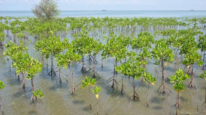 One Earth Restorasi mangrove dapat menjadi kunci menangkal dampak perubahan iklim dan juga bernilai ekonomi.