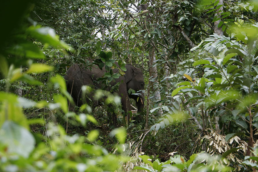 Gajah liar yang terpantau di Pinto Rime Gayo, Kabupaten Bener Meriah, Provinsi Aceh. Foto: Junaidi Hanafiah/Mongabay Indonesia