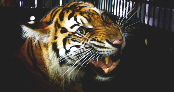 Pentingnya Konservasi Harimau di Alam Liar, Bukan Sebagai Satwa Domestikasi