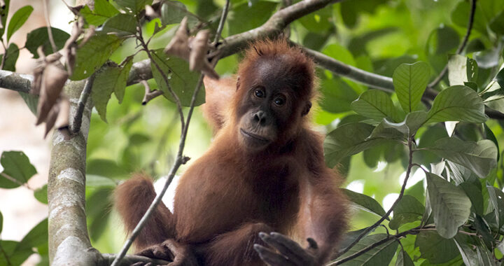Foto: Paula Pasto, Orangutan Sumatera “Penghuni” Stasiun Penelitian Soraya