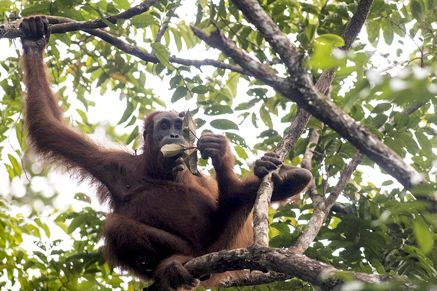 Paula saat menikmati makanan di pohon pada Februari 2023. Foto: Junaidi Hanafiah/Mongabay Indonesia