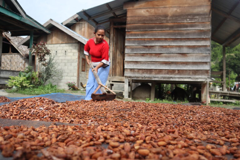 Perempuan Adat Moa menjemur biji kakao di depan rumahnya. Foto: Sarjan Lahay/ Mongabay Indonesia