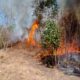 Kebakaran Hutan dan Lahan Landa Berbagai Daerah