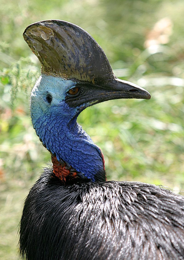 Burung kasuari. Foto: Wikimedia Commons/Cburnett/CC BY-SA 3.0