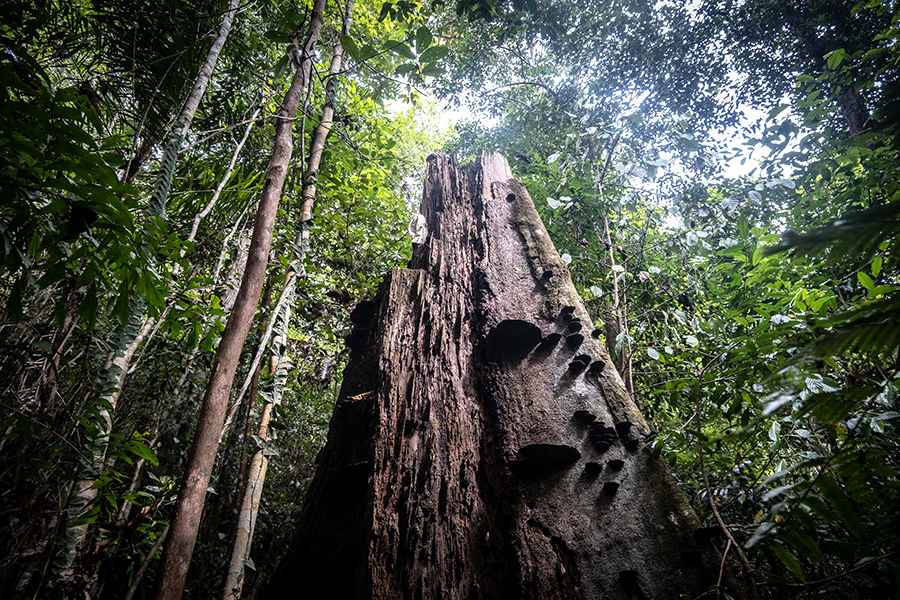 Melalui program pohon asuh, masyarakat dapat merasakan manfaat ekonomi serta ikut serta menjaga pohon di hutan mereka. Foto: Nopri Ismi/Mongabay Indonesia