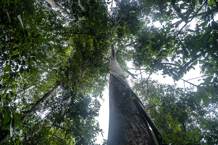 Pohon remujung ini tumbuh besar menjulang tinggi dan dijaga masyarakat. Foto: Nopri Ismi/Mongabay Indonesia