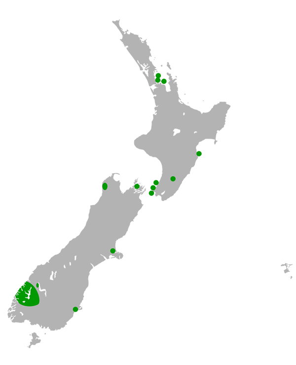 Peta persebaran Takehe di Selandia Baru. Sumber: Wikimedia Commons/C.J., Hyvönen, P., Fraser, M.J., Pickard, C.R. (2007)/CC BY-SA 4.0
