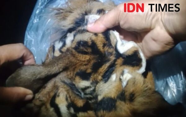 Menyamar Jadi Pembeli, Polisi Tangkap Penjual Kulit Harimau