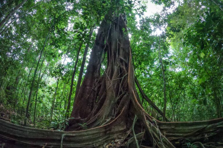 Pohon di hutan tropis terancam hilang akibat perubahan iklim. Foto: Nopri Ismi/Mongabay Indonesia