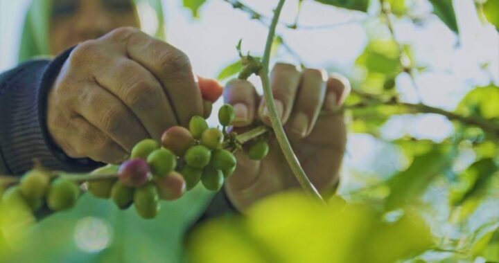Perubahan iklim membuat kopi arabika berkualitas tinggi semakin sulit didapatkan di Indonesia?