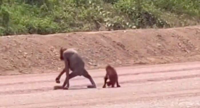 Konservasi Orangutan dalam Ketidakpastian Ekologis